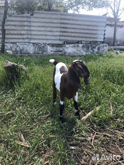 Нубийские козлята лучших линий России и Европы