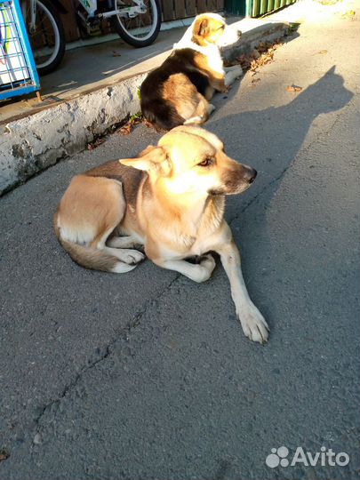 Собака в добрые руки отдам бесплатно