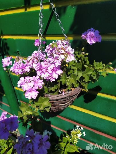 Пеларгония- герань