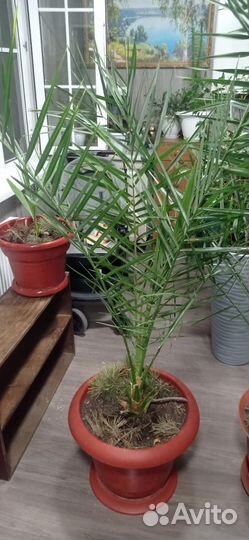 Финиковая пальма