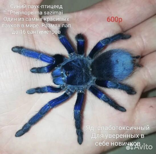 Паук-птицеед