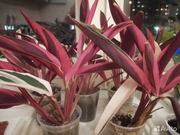 Строманта триколор