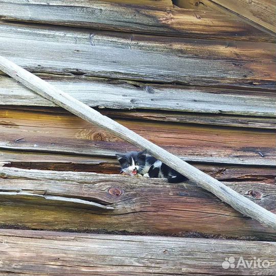Котята