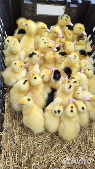 Бройлер, несушка, гусь, индейка, утка, цесарка