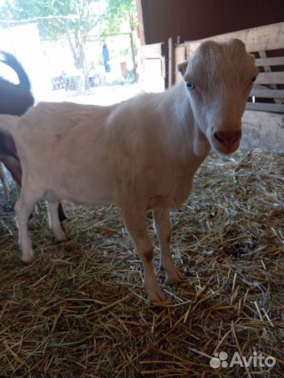 Козел ламанча