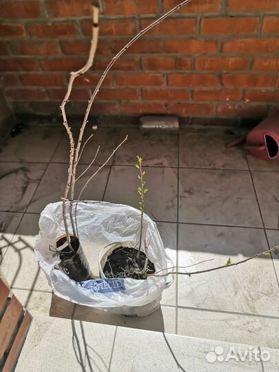 Саженцы вишни