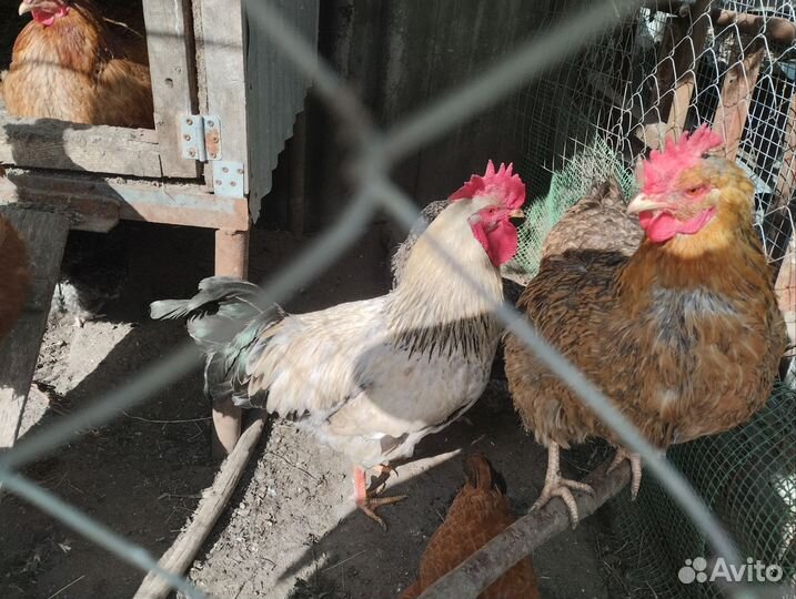 Куры несушки