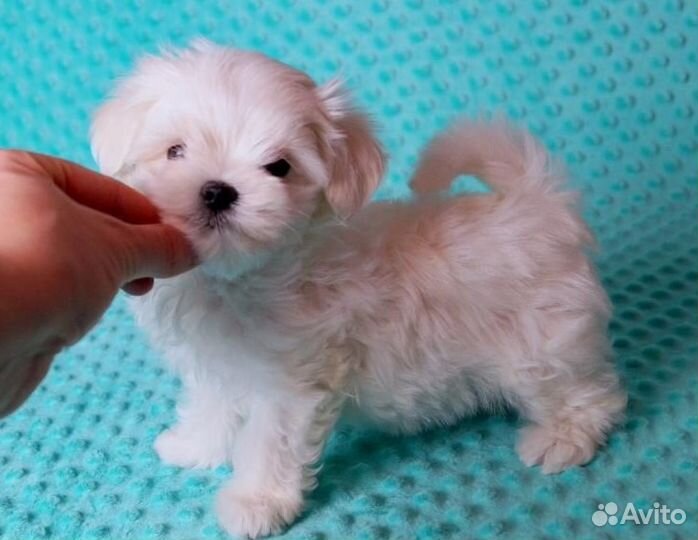 Мальтийская болонка. Мальтезе. Щенки. Мини