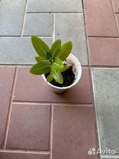 Катарантус