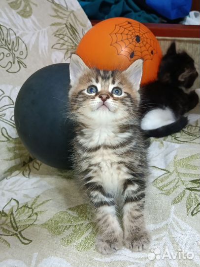 Котята мейн-кун