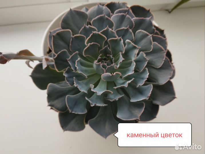 Декабрист шлюмбергера
