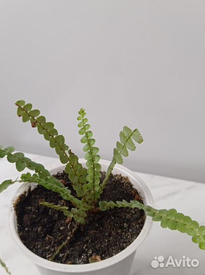 Папоротник венерин волос