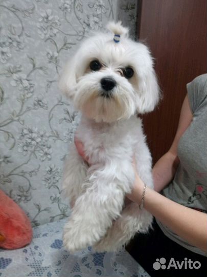 Мальтийская болонка