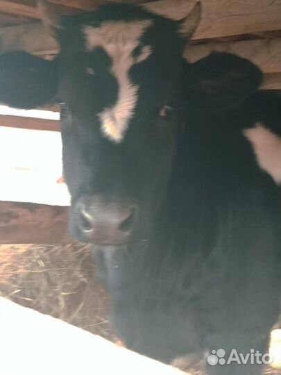 Корова телка