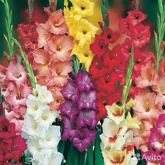 Гладиолус. Букет. Доставка