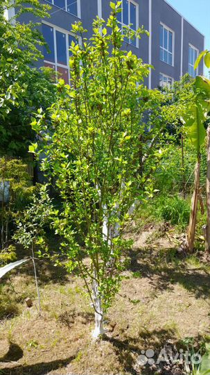 Сирейский гибискус сиреневй