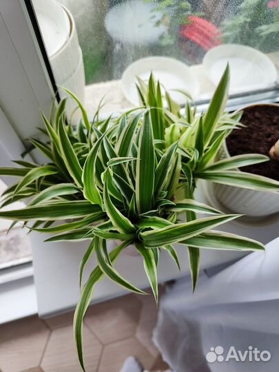 Хлорофитум