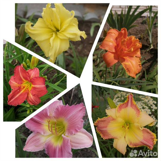 Сортовые Лилейники набор 2