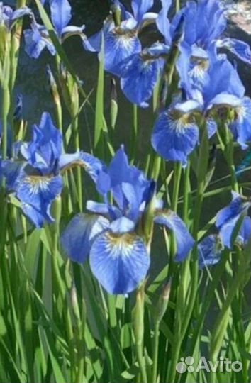 Ирис болотный