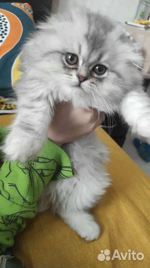 Кот шотландской породы