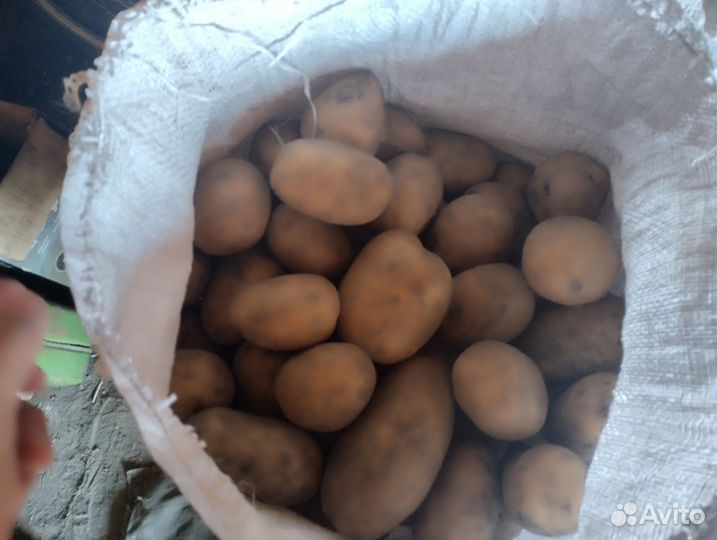 Продам картошку