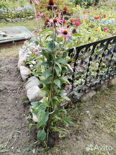 Эхинацея большой куст(корень)