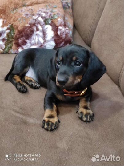 Такса щенки