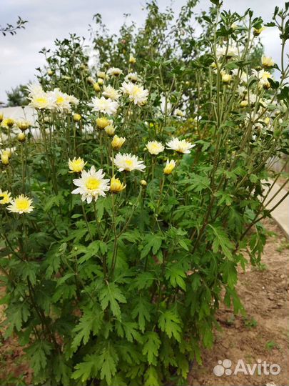 Хризантема