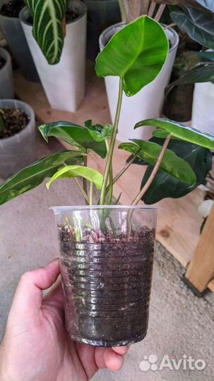 Филодендрон бурле маркс вариегатный