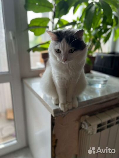 Кот вашей мечты