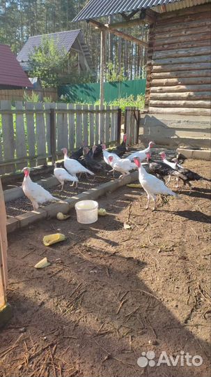 Индюки домашние