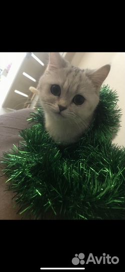 Британская кошка в дар
