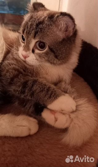 Котёнок - Лунтик