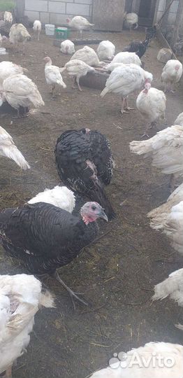 Молодые индюшки