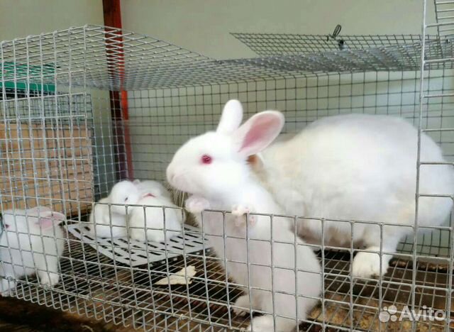 авито прохладный животные. авито прохладный животные. авито прохладный животные. авито прохладный животные. чарлики.