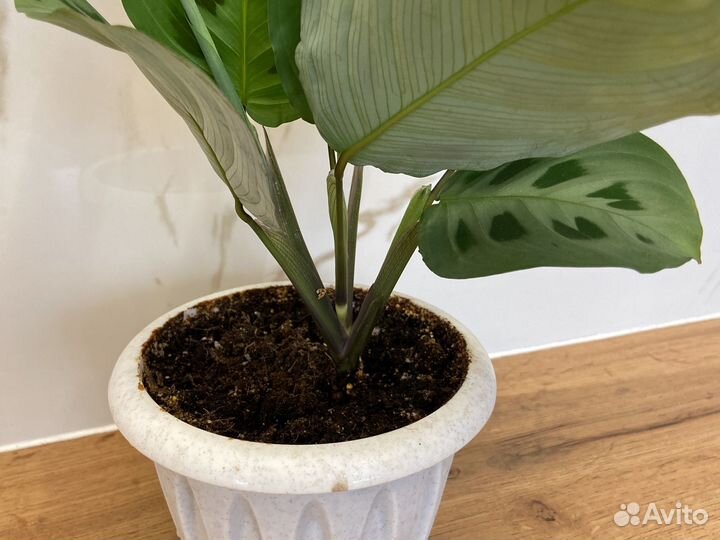 Маранта керховена