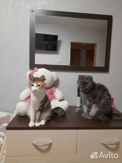 Кошечка в добрые руки