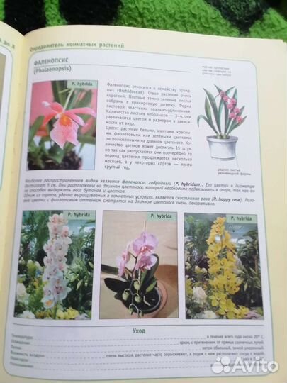 Комнатные растения цветы. Справочник
