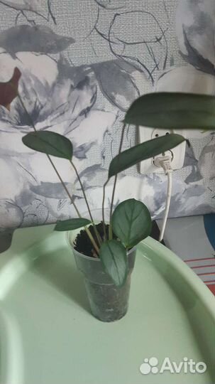 Комнатные растения