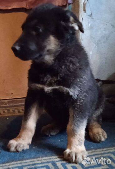 Чистокровные щенки вео