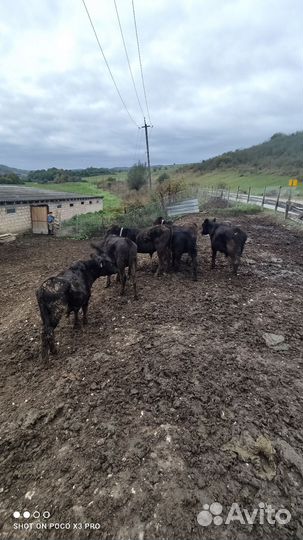 Телята бычки