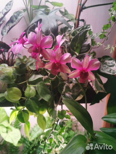 Орхидея дендробиум polar fire