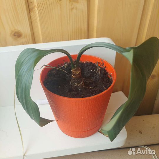 Комнатные цветы,аглаонема