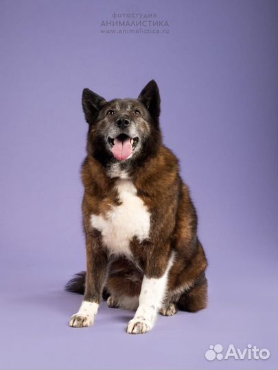 Отдам собачку