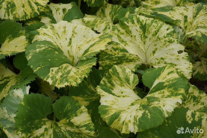 Белокопытник japan variegata