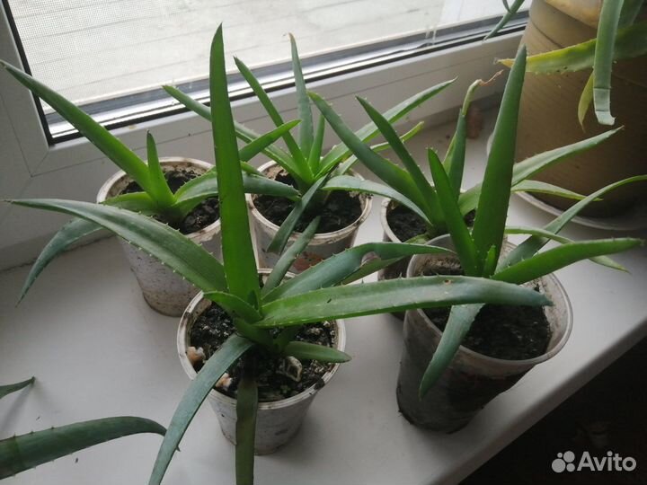 Алоэ вера лекарственный