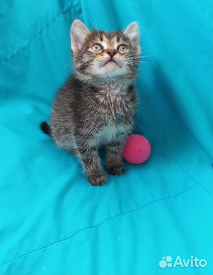Котенок девочка