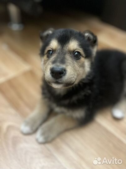 Щенки
