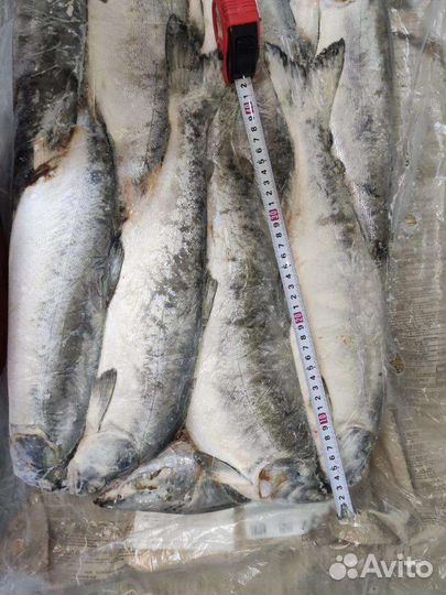 Горбуша дальневосточная