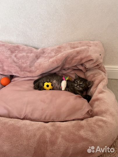 Котенок Марсик